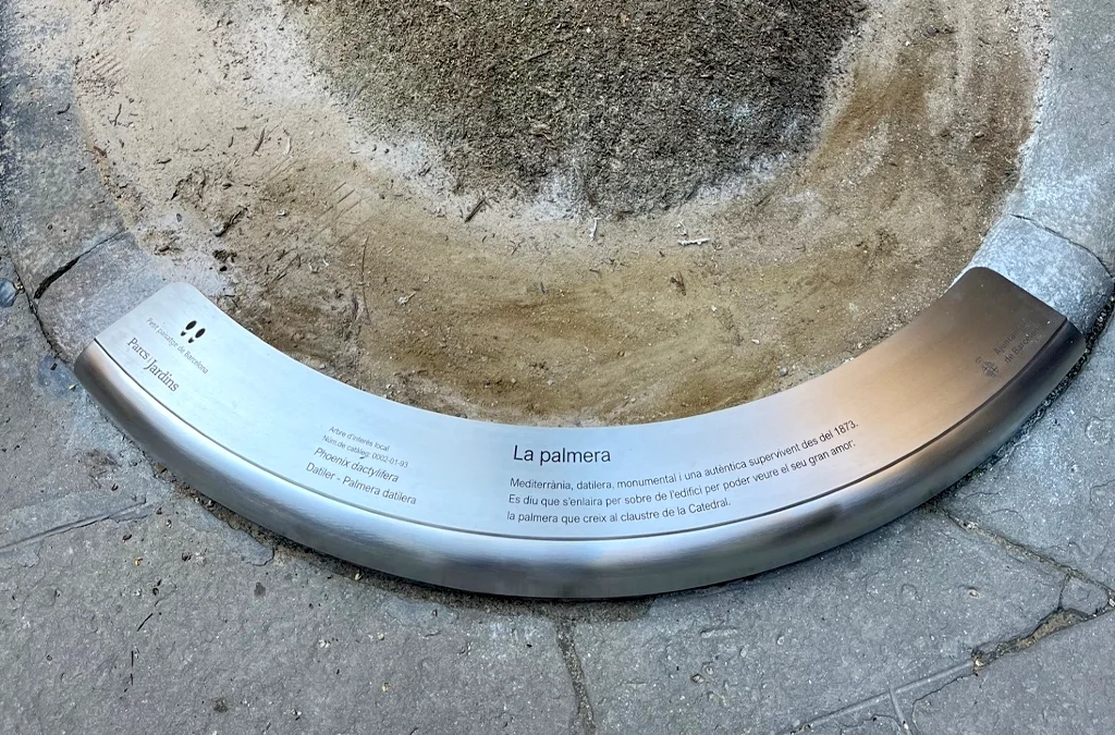 Una placa con historia para el alcorque de la palmera bicentenaria de la Casa de l’Ardiaca